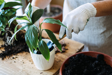 Spring Houseplant Care, repotting houseplants. Waking Up Indoor Plants for Spring. Woman is transplanting plant into new pot at home. Gardener transplant plant Spathiphyllum - obrazy, fototapety, plakaty