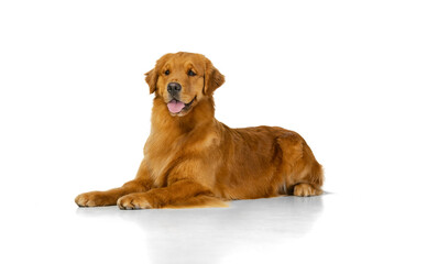 Beautiful purebred long-haired dog, Golden retriever lying on floor isolated over white studio...