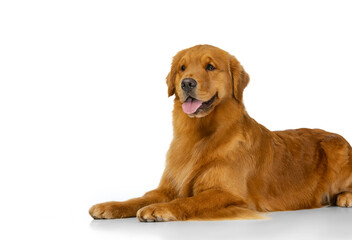 Beautiful purebred long-haired dog, american Golden retriever lying on floor isolated over white...