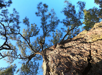 Pine trunk tree wide image the old and high tree with blue sky background