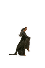 Profile view of purebred dog, Scottish Gordon Setter posing isolated over white studio background.
