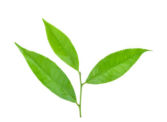 Fototapeta premium Green tea leaf isolated on white background