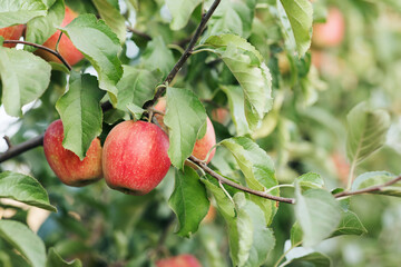 Harvest season in eco farm, organic horticulture, summer industry with red apples