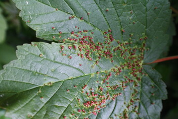 Gallen auf einem Blatt