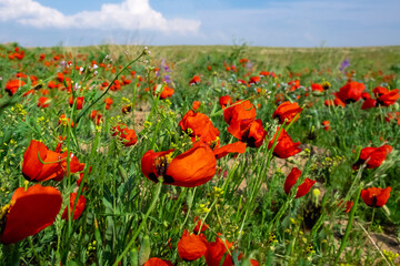 Blooming red poppy flowers in May.  Spring season in steppe concept. Nature landscape.