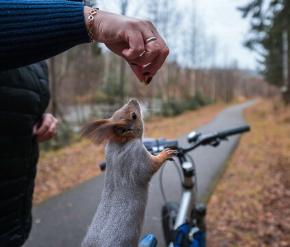 squirrel on a bicycle	
