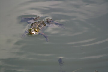 Ein Frosch schwimmt im Teich