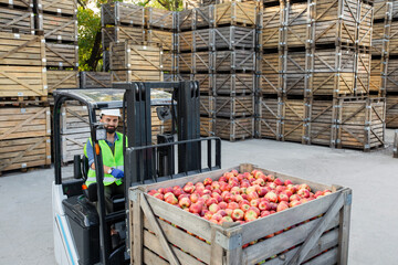 Forklift carries crates of fruit, driver work, ripe, red, fresh, tasty apples in container