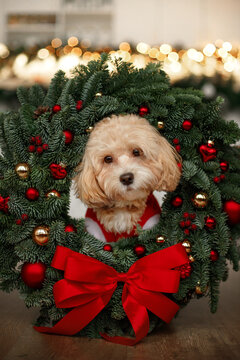 small maltipu dog in cozy home in christmas eve in pine wreath