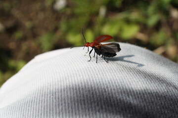 Insekt landet auf einer Jeans