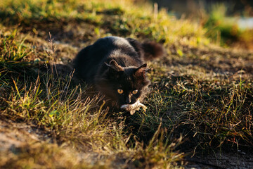 Homeless hungry black cat catching fish with fisherman on the river bank. Stray hungry black cat gets food