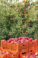 Full crate wooden crates of fresh apples. Farm harvesting, vintage style of harvest storage