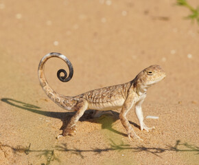 lizard on the desert
