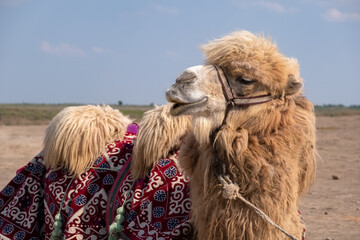 Portrait of bactrian camel in Kazakhstan. Desert steppe transport
