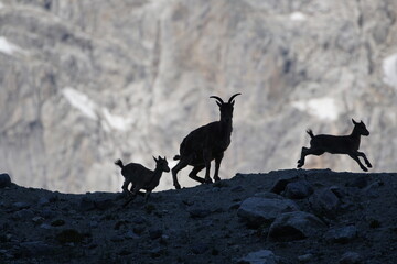 goats on the mountain