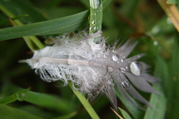 Feder mit Wassertropfen