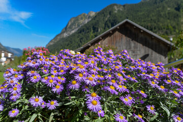 Herbstaster (Aster dumosus) in Brand/Vorarlberg