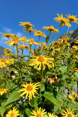 Sonnenhüte (Echinacea) in Brand/Vorarlberg