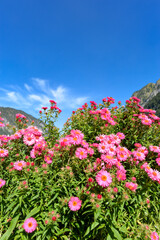 Herbstaster (Aster dumosus) in Brand/Vorarlberg