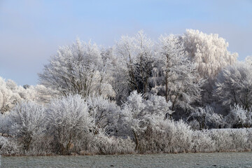 beautiful frosted and snow covered variety of trees in the bright midday sun with blue sky