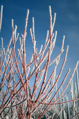 red branches covered over and over with crystals of hoarfrost against brilliant blue winter sky