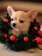 Christmas mini chihuahua dog with xmas decorative wreath, Christmas tree with lights, beige background