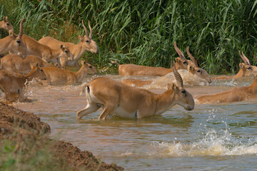Saigas in river
