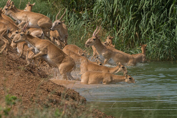 Saigas