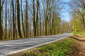 Obraz premium road in the odenwald forest backplate 6