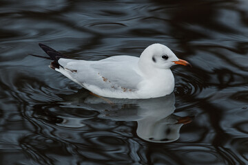 seagulls in the city park on the lake