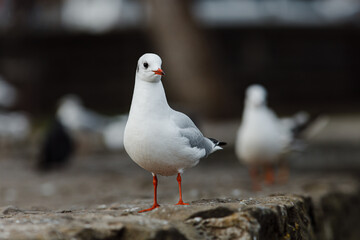 seagulls in the city park on the lake