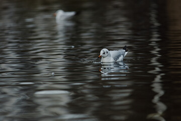 seagulls in the city park on the lake