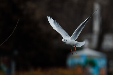 seagulls in the city park on the lake