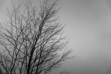 Fototapety  tree in fog, greyscale