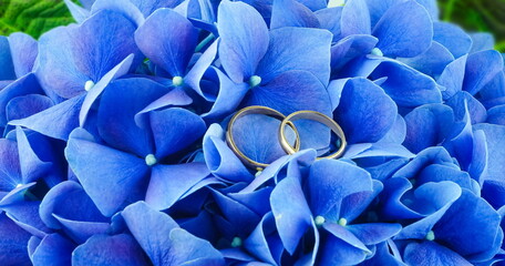 Blue hydrangea flower ( hortensia ) and wedding rings.  Bright nature background for wallpaper. Floral texture for engagement. 