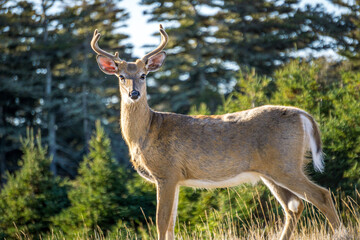 Obraz premium White-tailed deer on Anticosti Island, an island located in the St Lawrence estuary in Cote Nord region of Quebec, Canada