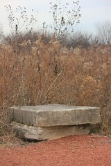 bench in the park