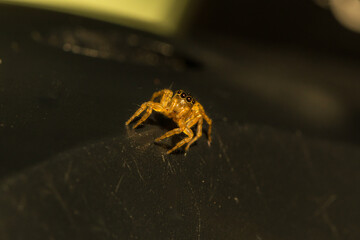 a close up of a little spider