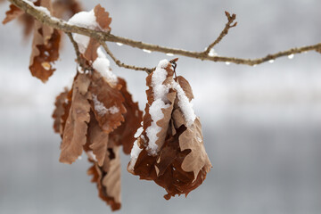 Wyschnięte liście dębu na gałęzi przypruszone świeżym śniegiem © qrrr