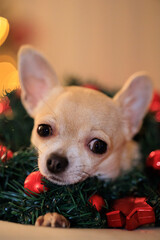 Christmas mini chihuahua dog with xmas decorative wreath, Christmas tree with lights, bokeh background