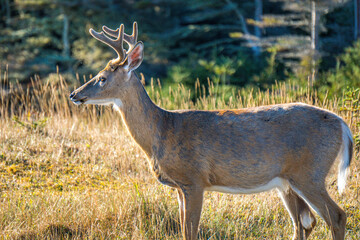 White-tailed deer on Anticosti Island, an island located in the St Lawrence estuary in Cote Nord...