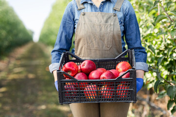 Farmer, agronomist shows excellent organic harvest in garden, small business, startup on farm
