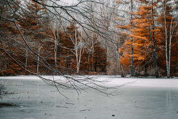 Winter Woods