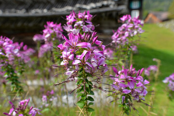 Prachtkerze (Gaura lindheimeri)