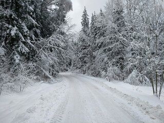 Snowy road. Winter forest. Snow. Beautiful winter background.