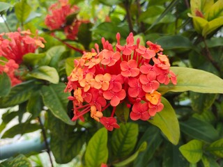 close up view of red ixora chinesis flower