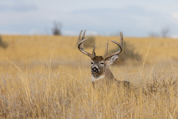 Buck Whitetail Deer Bedded During the Fall Rut in Colorado