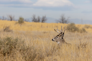 Buck Whitetail Deer Bedded During the Fall Rut in Colorado