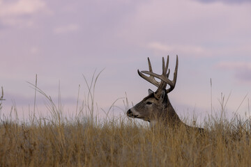 Buck Whitetail Deer Bedded During the Fall Rut in Colorado