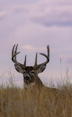 Buck Whitetail Deer Bedded During the Fall Rut in Colorado